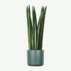 plants-ecommerce-product-featured-img-10 Euphorbia Ingens