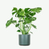 plants-ecommerce-product-featured-img-14 Monstera Deliciosa