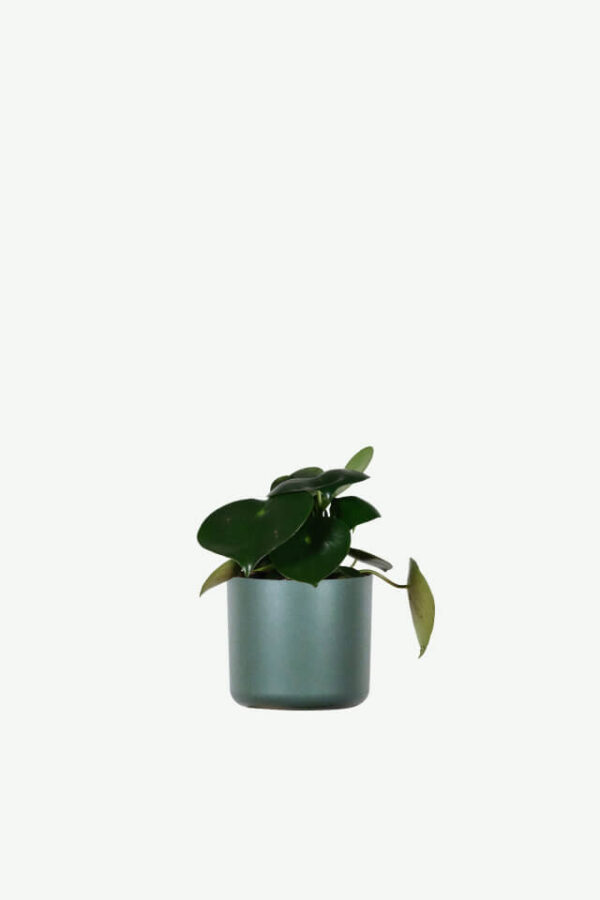 plants-ecommerce-product-featured-img-5 Hoya Obovatum
