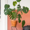 plants-shop-product-gallery-img-6 Monstera Deliciosa