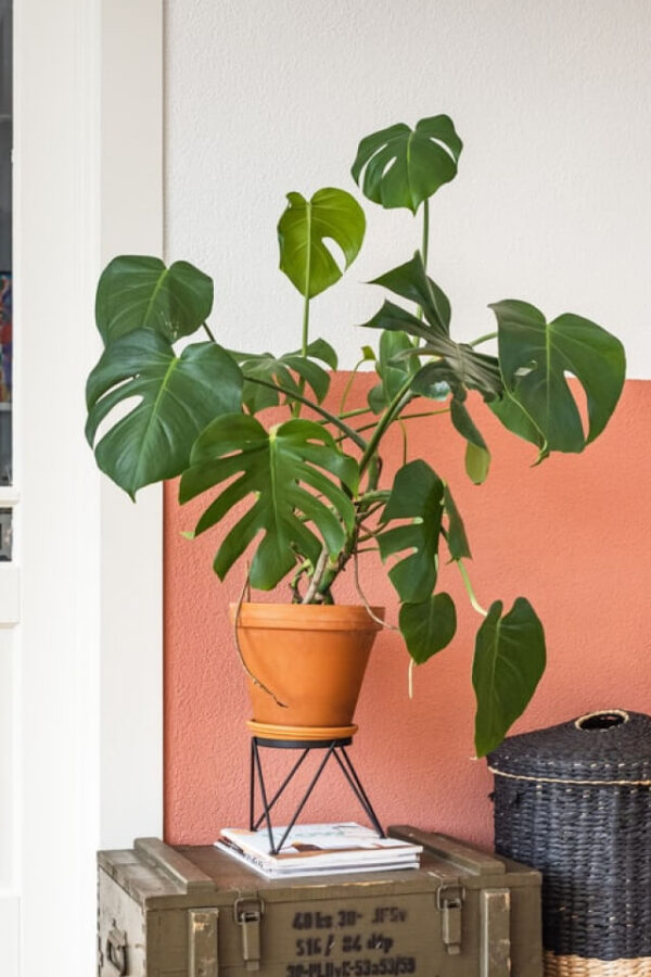plants-shop-product-gallery-img-6 Monstera Deliciosa