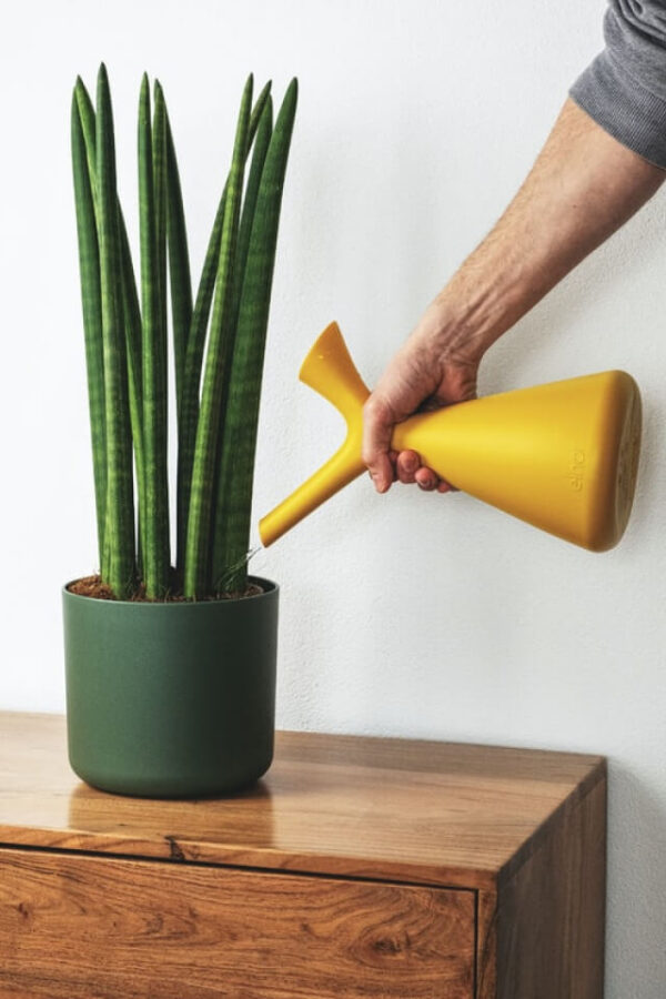 plants-shop-product-gallery-img-9 Euphorbia Ingens