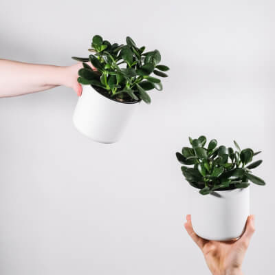 Ficus Decora Burgundy