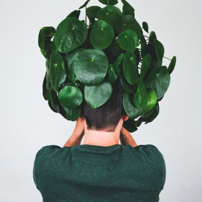 Alocasia Regal Shield